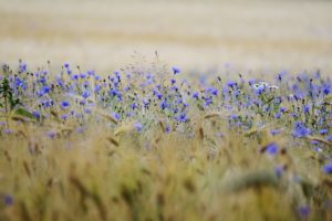 Getreidefeld mit Kornblumen